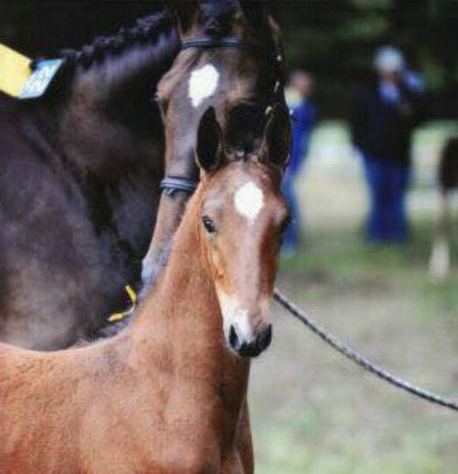 Warmblood Foals